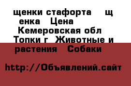 щенки стафорта  2 щ енка › Цена ­ 3 000 - Кемеровская обл., Топки г. Животные и растения » Собаки   